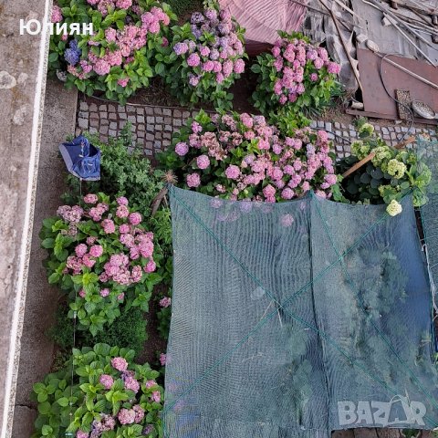 Хортензия розова , снимка 6 - Градински цветя и растения - 40365587