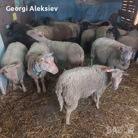 Чистокръвни овце Мутон шароле