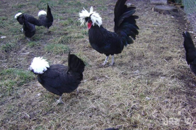 Яйца от холандски качулати, снимка 6 - други­ - 53702012