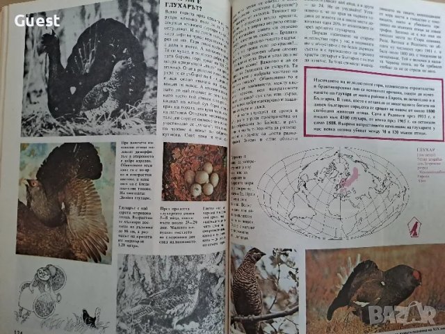 Какво знаем за ... птиците , снимка 4 - Енциклопедии, справочници - 49182606