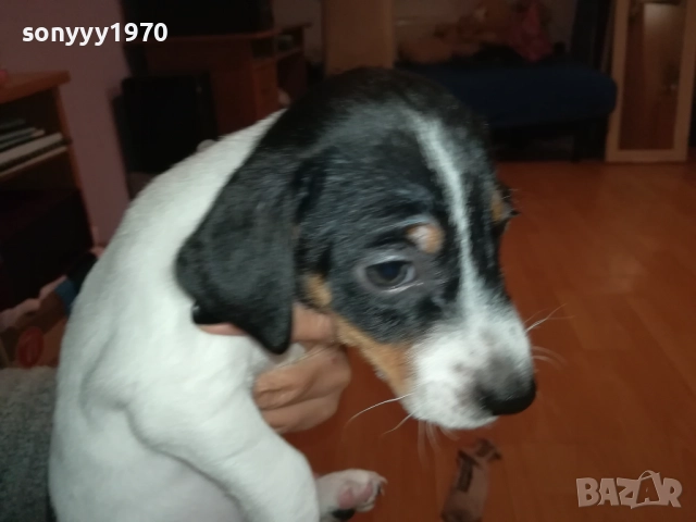 ДЖАК РЪСЕЛ ТЕРИЕР С ВАКСИНА И ПАСПОРТ 0610250734, снимка 3 - Джак ръсел териер - 51957467