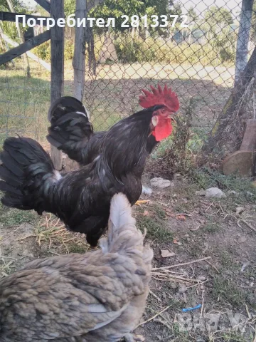  Петел Черен Легхорн Leghorn, снимка 6 - други­ - 55251872