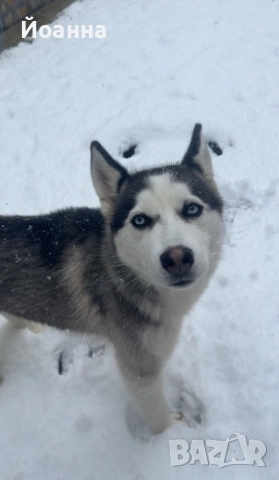 Чистокръвни Хъскита, снимка 4 - Хъски - 52447495