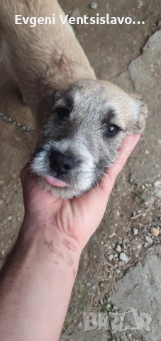 подарявам кученца, снимка 8 - Други - 53853367