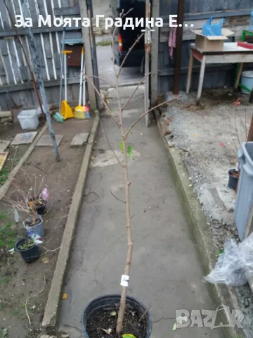 Акация, снимка 5 - Градински цветя и растения - 49424781