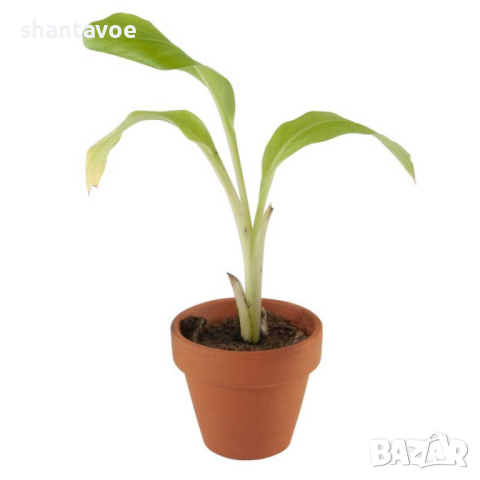 Бананово дърво в саксийка с луковици и пръст, снимка 3 - Стайни растения - 44601951