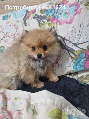 Чистокръвно померанче 2 и половина месеца 800 грама мъжко