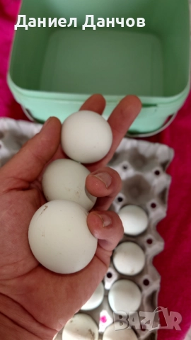 Оплодени яйца от Араукана, снимка 15 - други­ - 48810608