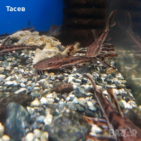 Сом псевдоплатистома 10см