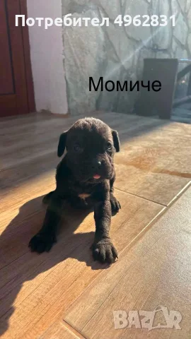 Кане Корсо  на 45 дена, снимка 2 - Кане корсо - 56260043