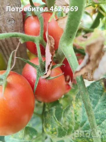 Продавам домашни градински домати , снимка 3 - Домашни продукти - 55804930