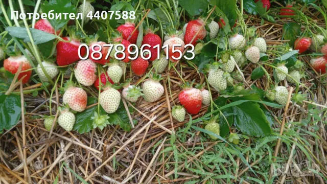Разсад ягоди целогодишни , снимка 3 - Разсади - 49884414