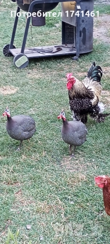 Токачки , снимка 2 - други­ - 51760116