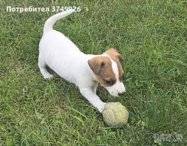 Джак ръсел териер, снимка 2 - Джак ръсел териер - 56274136
