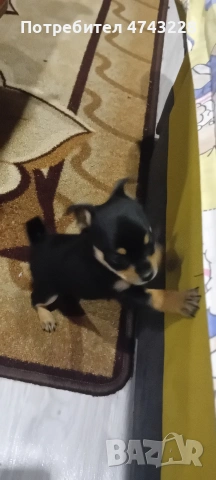 мини пинчер 45 дни женски, снимка 2 - Пинчер - 53556206