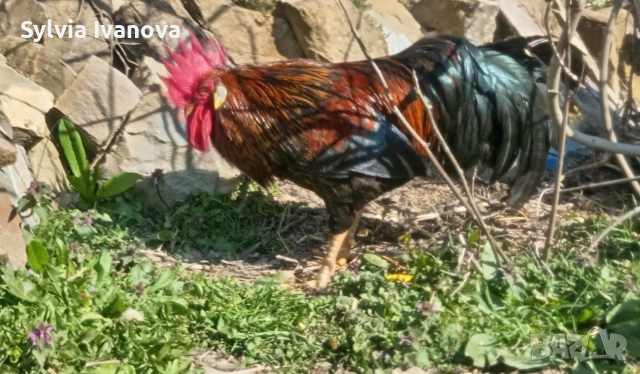 легхорн петел, страхотен, породист, снимка 5 - Кокошки и пуйки - 53845519
