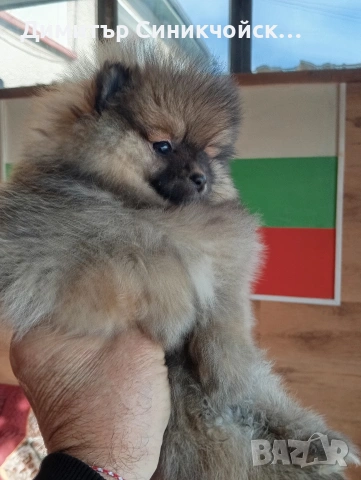 померан , снимка 3 - Померан - 53688988