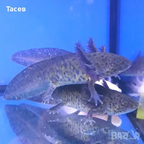 Аксолотъл 8см, снимка 1
