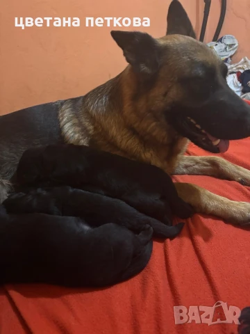 Голдън ретривър и немска овчарка , снимка 3 - Голдън ретривър - 50756973