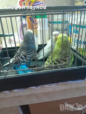 Папагалчета, снимка 4 - Папагали - 47287954