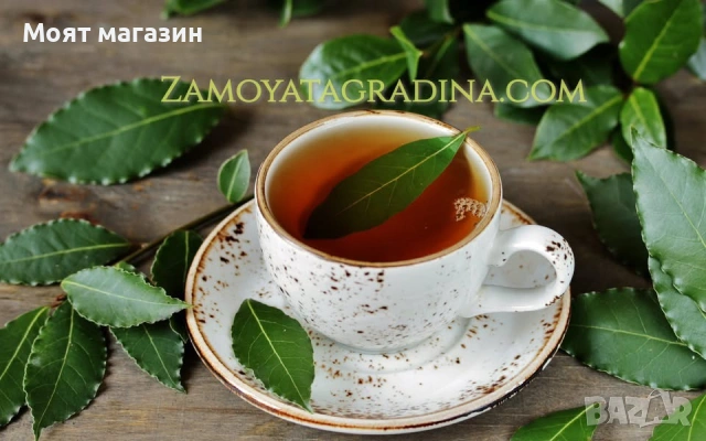 Дафинов лист, снимка 4 - Градински цветя и растения - 53649892