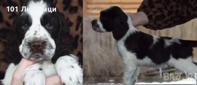 Спрингер шпаньол 