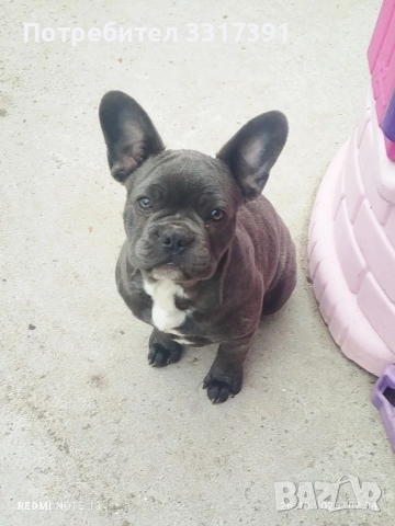 френски булдог момче и момиче, снимка 7 - Френски булдог - 52182909