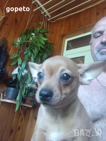 Мини пинчер чихуахуа, снимка 4 - Пинчер - 51604970