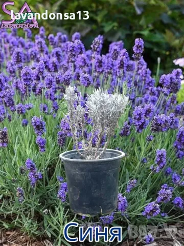 Лавандула в саксии-сортове, снимка 5 - Градински цветя и растения - 47333197