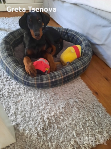 Чистокръвни доберманчета, снимка 12 - Доберман - 52678560