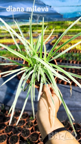 Лириопе Мускари, Liriope muscari 'Variegata', снимка 14 - Градински цветя и растения - 51899094