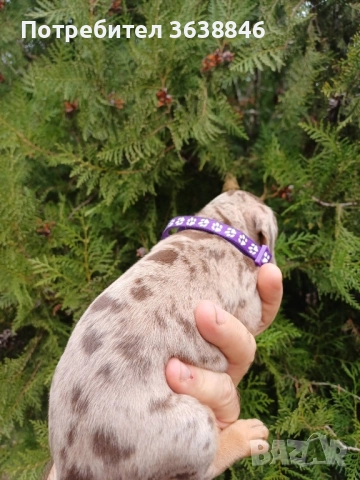 Мини дакел, снимка 2 - Дакели - 52328965