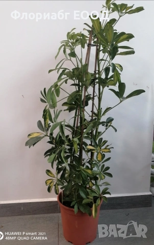 💥ПРОМО КОМПЛЕКТ💥, снимка 3 - Стайни растения - 53389780