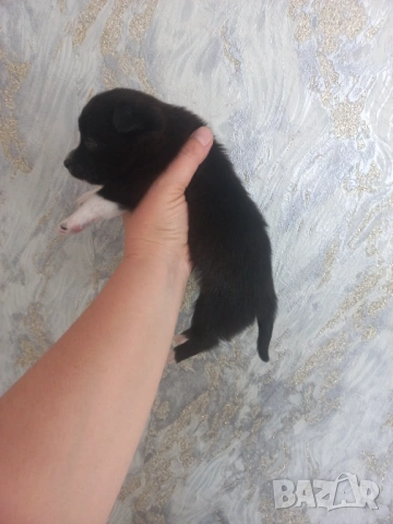 чихупинчери, снимка 6 - Чихуахуа - 53137310