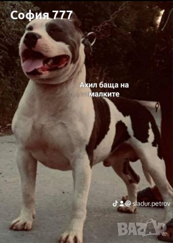 американско були XL, снимка 7 - Питбул - 41973126