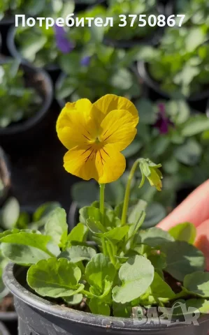 ❤️🌿🌸 Мини теменужки микс (Viola Superba Mini), снимка 6 - Градински цветя и растения - 56120428