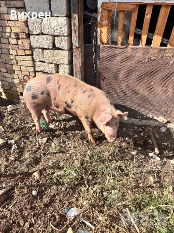 Продавам домашно отгледани  прасета, снимка 7 - За селскостопански - 51880163