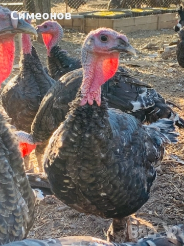 Пуйки домашни селски, снимка 2 - Кокошки и пуйки - 52267679