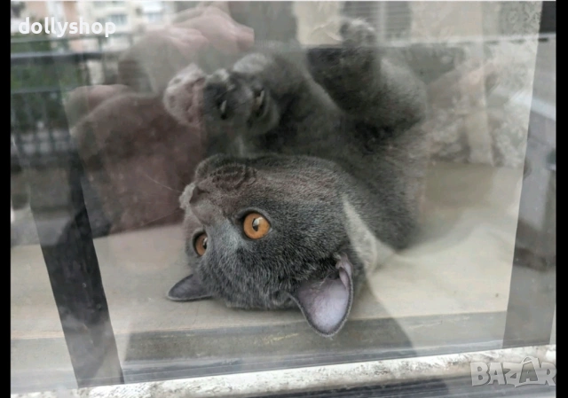 Продава се Женска Британска Котка на 4г., снимка 2 - Британска късокосместа - 53327496