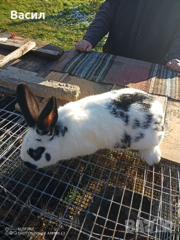 Зайци домашни , снимка 5 - Други животни - 51395663