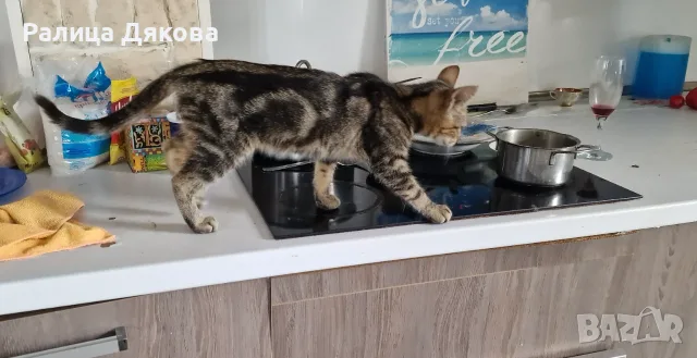 Продавам мраморно сребърно коте, снимка 2 - Други - 56079197