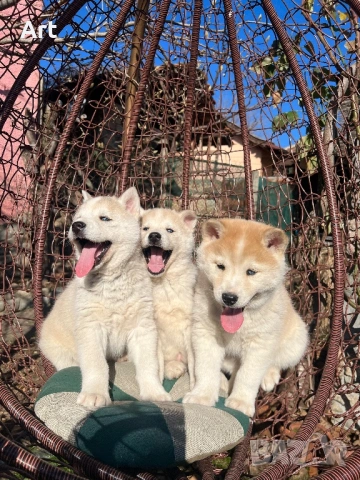 Сибирски хъскита, снимка 5 - Други животни - 53399220