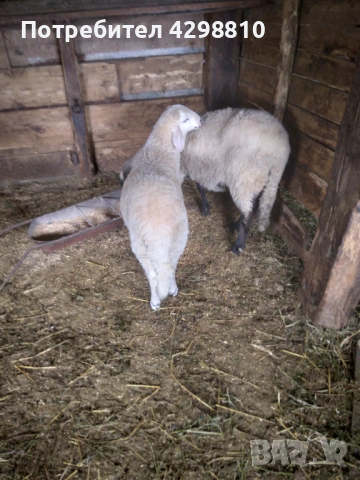 Овце, снимка 2 - Овце - 53366291