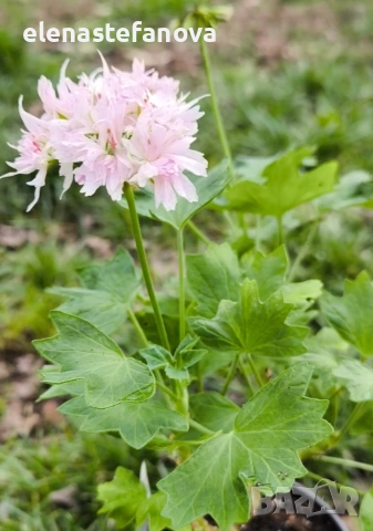 Сортово мушкато - стелар, възрастно, снимка 4 - Стайни растения - 53477674