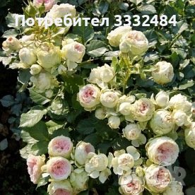 Роза 1, снимка 5 - Градински цветя и растения - 41777176