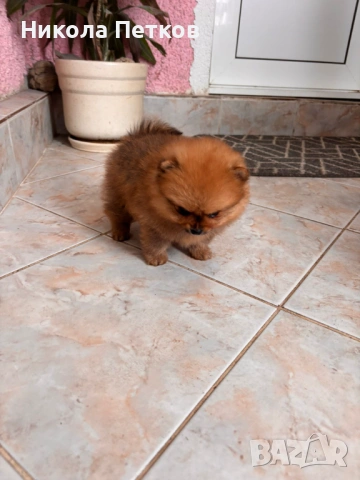 Померан мини, снимка 3 - Померан - 53099602