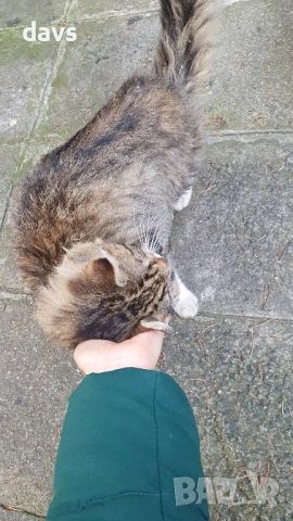 Красавец търси приемен / постоянен дом, снимка 6 - Други - 53488361