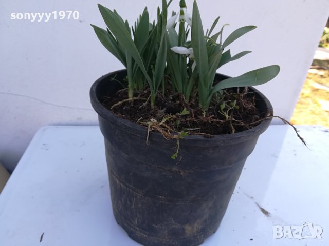 КОКИЧЕНЦА-ГРЪМ В САКЦИЯ 1902240804, снимка 12 - Градински цветя и растения - 44363362