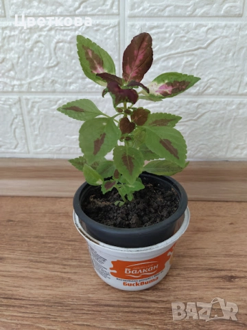 10 стайни растения + отстъпка и подарък