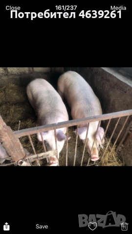 Продавам угоени прасeта, снимка 3 - Прасета - 52259849